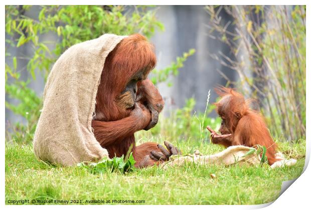 Orangutan and baby close up Print by Russell Finney