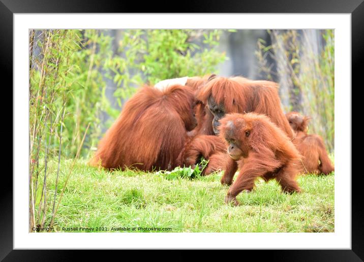 Orangutans Close up Framed Mounted Print by Russell Finney