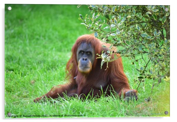 Orangutan Close up Acrylic by Russell Finney