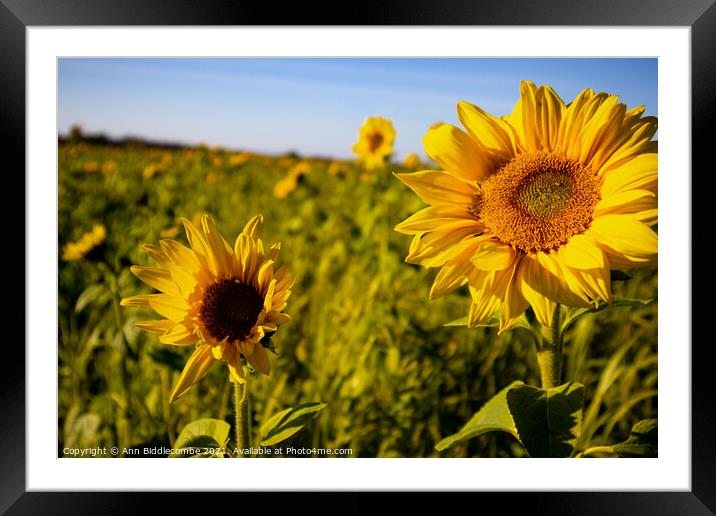 Sunflower field Framed Mounted Print by Ann Biddlecombe