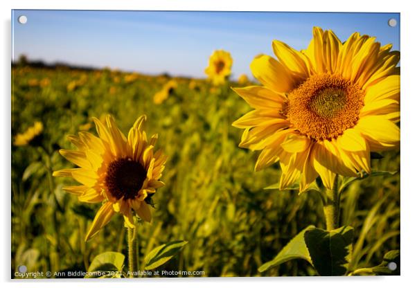Sunflower field Acrylic by Ann Biddlecombe