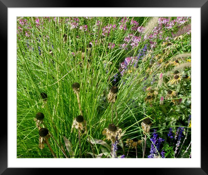 Dead daisies in the garden Framed Mounted Print by Stephanie Moore