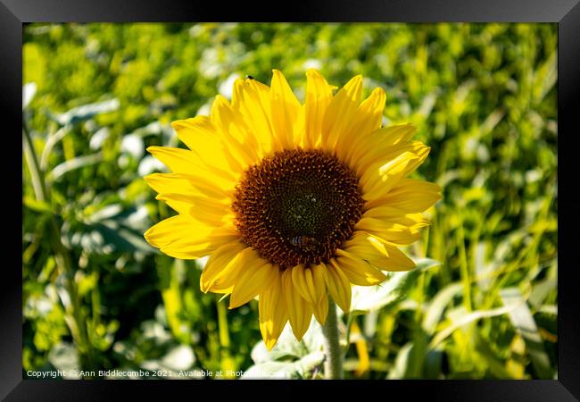 Close up of a sunflower Framed Print by Ann Biddlecombe