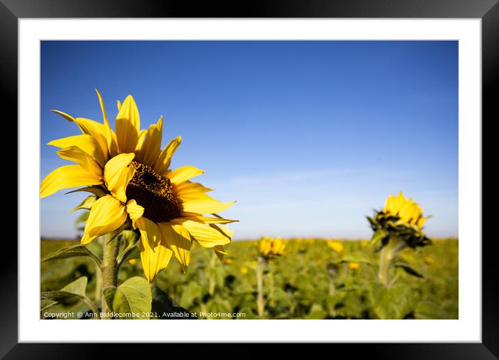 Sunflowers looking at the sun Framed Mounted Print by Ann Biddlecombe