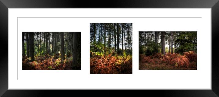 Autumnal Woodland triptych  Framed Mounted Print by Jon Fixter