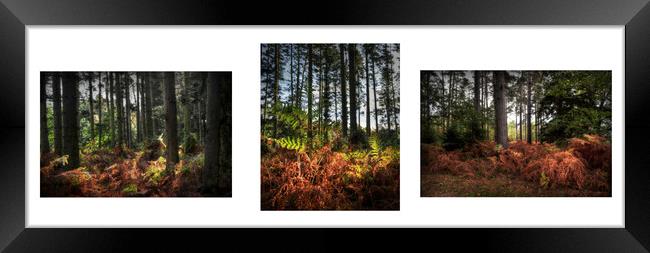 Autumnal Woodland triptych  Framed Print by Jon Fixter