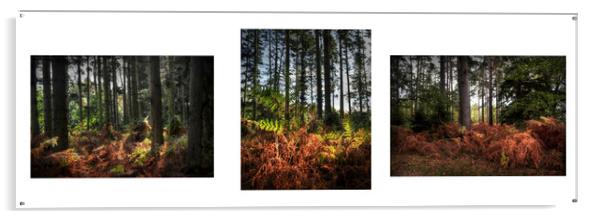 Autumnal Woodland triptych  Acrylic by Jon Fixter