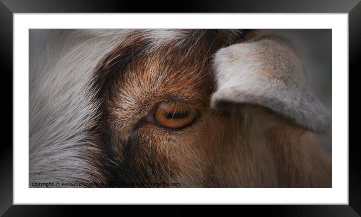 Eye of the Goat Framed Mounted Print by PAULINE Crawford