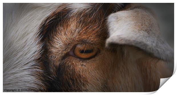 Eye of the Goat Print by PAULINE Crawford