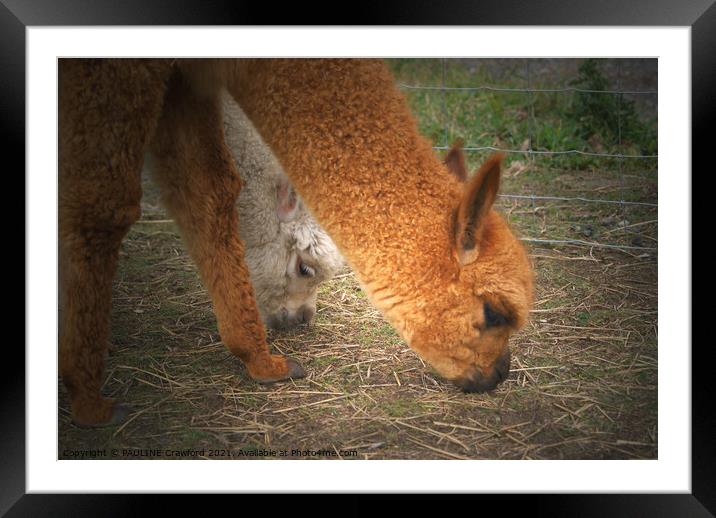 2 Alpaca Lamas Nibbling Grass Framed Mounted Print by PAULINE Crawford
