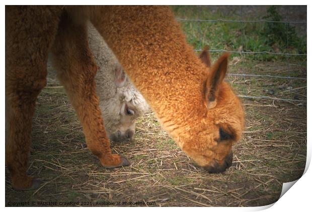 2 Alpaca Lamas Nibbling Grass Print by PAULINE Crawford