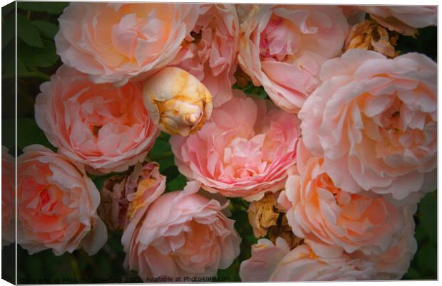 Blazing Pink Roses Canvas Print by PAULINE Crawford