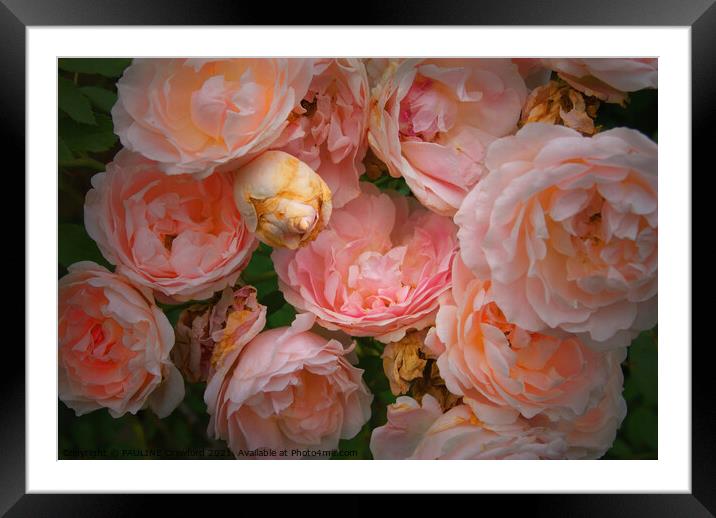 Blazing Pink Roses Framed Mounted Print by PAULINE Crawford