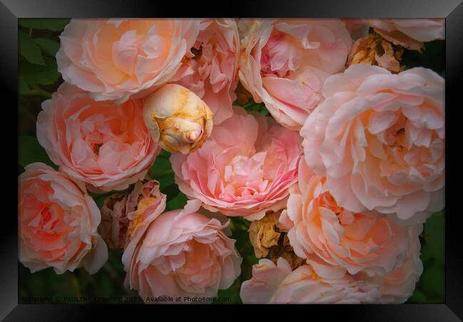 Blazing Pink Roses Framed Print by PAULINE Crawford