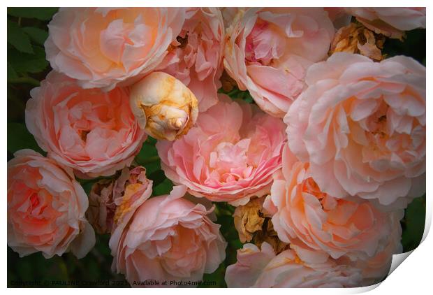 Blazing Pink Roses Print by PAULINE Crawford