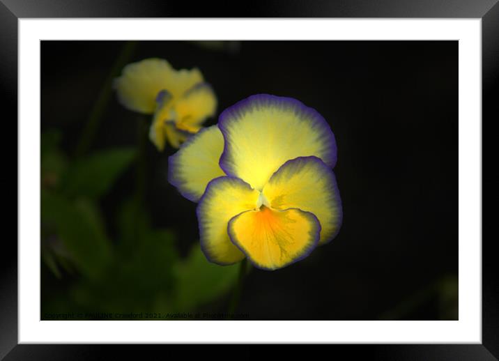 Yellow and Purple Pansies Bright Pansy Photo Framed Mounted Print by PAULINE Crawford