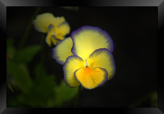 Yellow and Purple Pansies Bright Pansy Photo Framed Print by PAULINE Crawford
