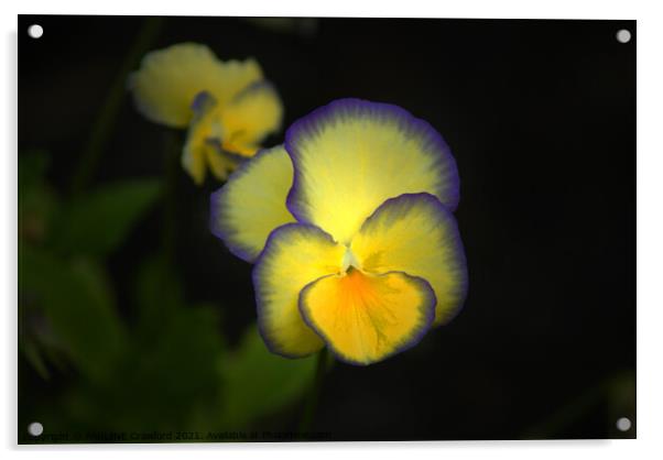 Yellow and Purple Pansies Bright Pansy Photo Acrylic by PAULINE Crawford