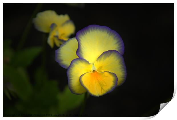 Yellow and Purple Pansies Bright Pansy Photo Print by PAULINE Crawford