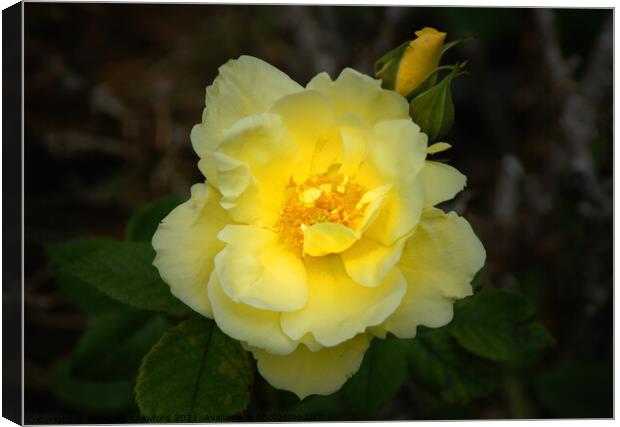 Yellow Rose Petals with Rosebud Canvas Print by PAULINE Crawford