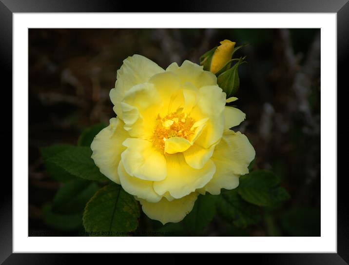 Yellow Rose Petals with Rosebud Framed Mounted Print by PAULINE Crawford
