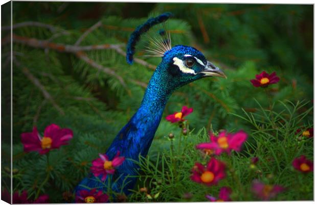 Peacock Bird in Flower Patch Canvas Print by PAULINE Crawford