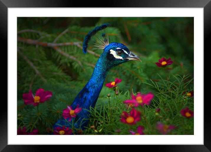 Peacock Bird in Flower Patch Framed Mounted Print by PAULINE Crawford