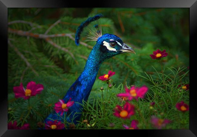 Peacock Bird in Flower Patch Framed Print by PAULINE Crawford