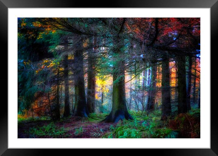 Colourful Autumn At Langsett Woods Framed Mounted Print by Alison Chambers