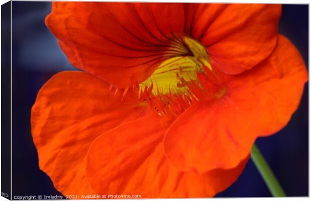 Bright Orange Nasturtium Flower Macro Canvas Print by Imladris 