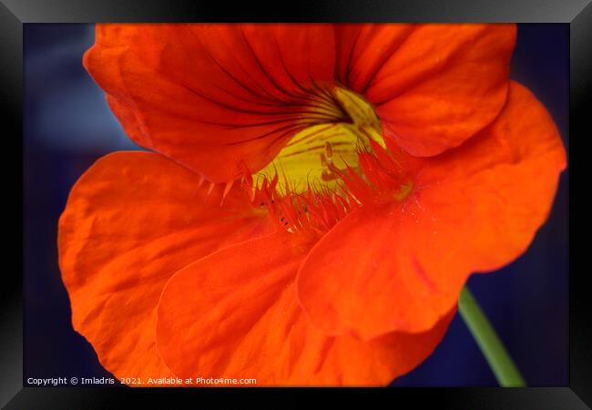 Bright Orange Nasturtium Flower Macro Framed Print by Imladris 