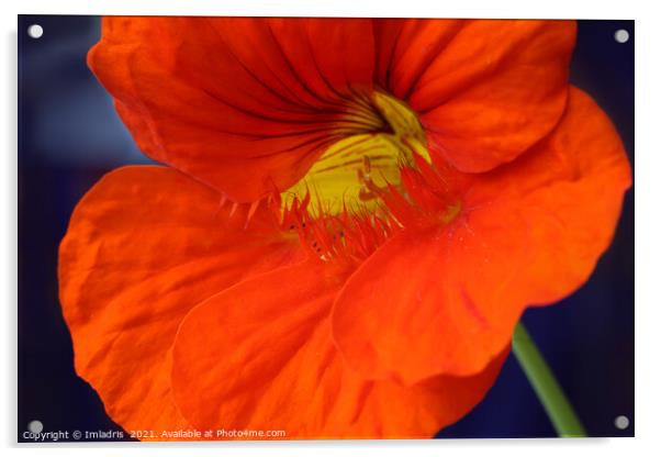 Bright Orange Nasturtium Flower Macro Acrylic by Imladris 