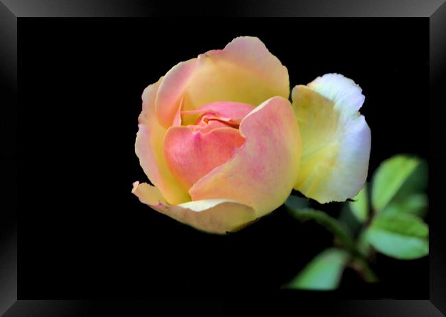 Pretty Pink and Yellow Rose on Black Framed Print by Jeremy Hayden