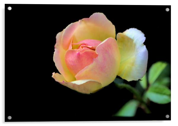 Pretty Pink and Yellow Rose on Black Acrylic by Jeremy Hayden