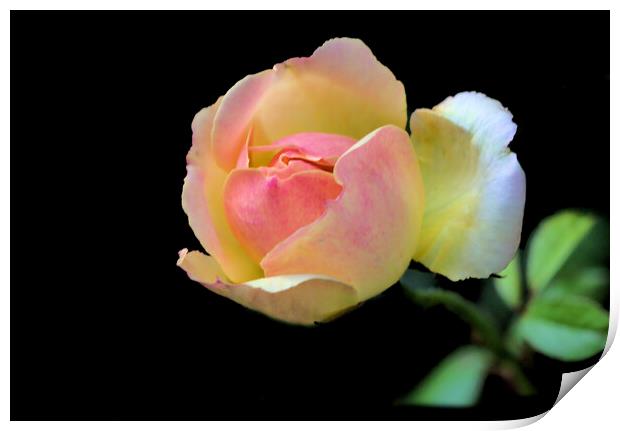 Pretty Pink and Yellow Rose on Black Print by Jeremy Hayden