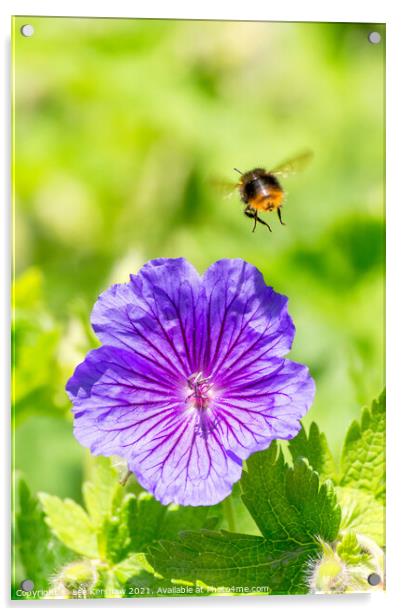 A bee & flower macro Acrylic by Lee Kershaw