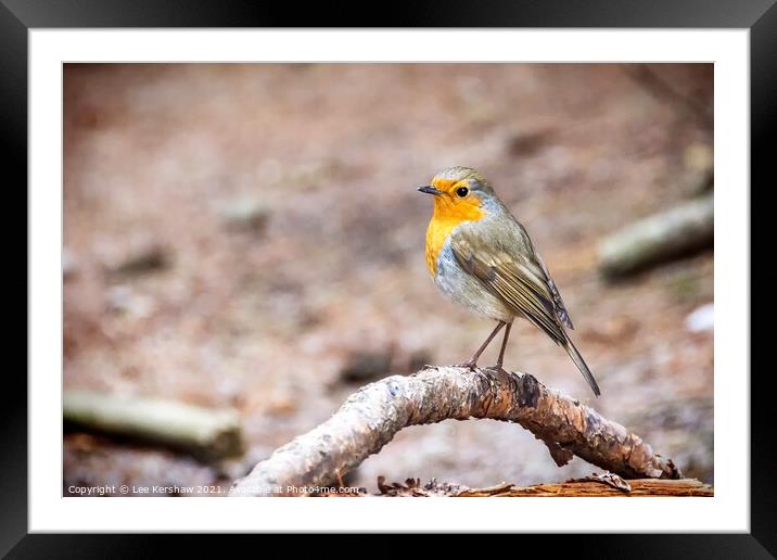 Winter resting Robin Framed Mounted Print by Lee Kershaw