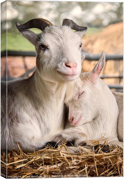 Pigmy goats Mother & Kidd Canvas Print by Lee Kershaw