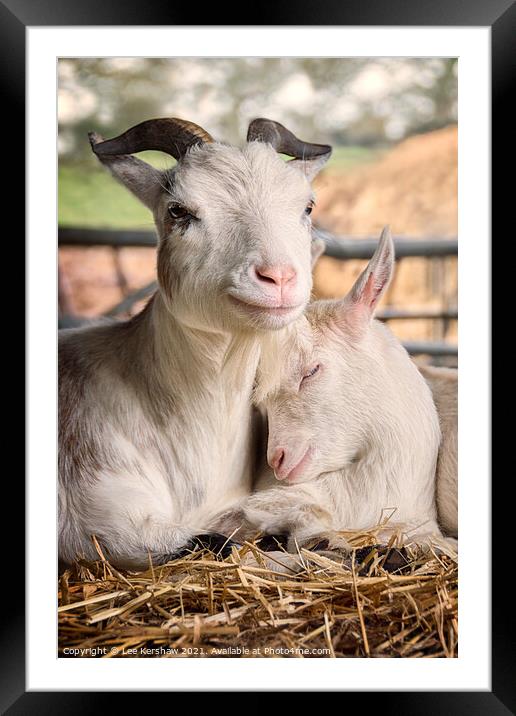 Pigmy goats Mother & Kidd Framed Mounted Print by Lee Kershaw