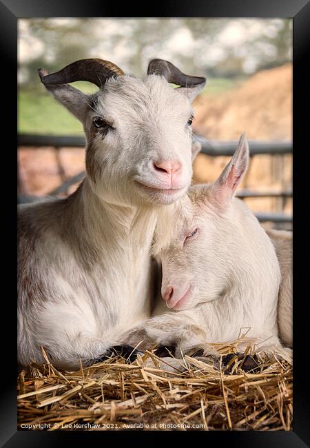 Pigmy goats Mother & Kidd Framed Print by Lee Kershaw