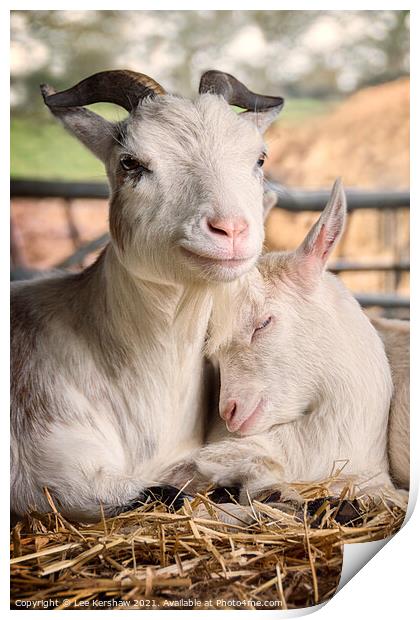 Pigmy goats Mother & Kidd Print by Lee Kershaw
