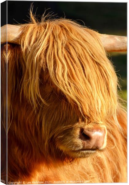 Highland cow close detail Canvas Print by Lee Kershaw