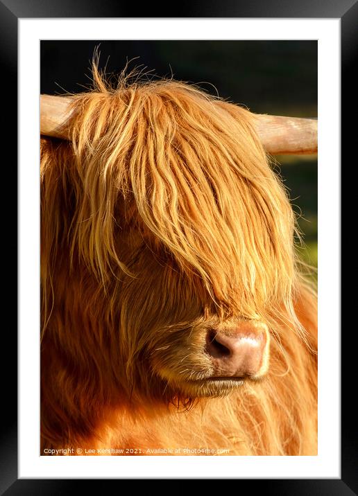 Highland cow close detail Framed Mounted Print by Lee Kershaw