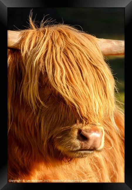 Highland cow close detail Framed Print by Lee Kershaw