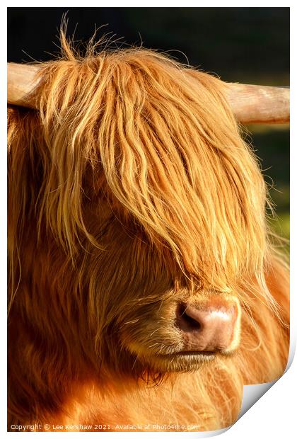 Highland cow close detail Print by Lee Kershaw