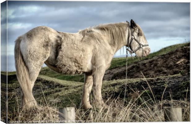Coastal Northumbrian horse portrait  Canvas Print by Lee Kershaw