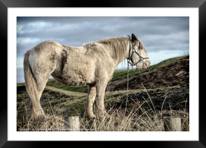 Coastal Northumbrian horse portrait  Framed Mounted Print by Lee Kershaw