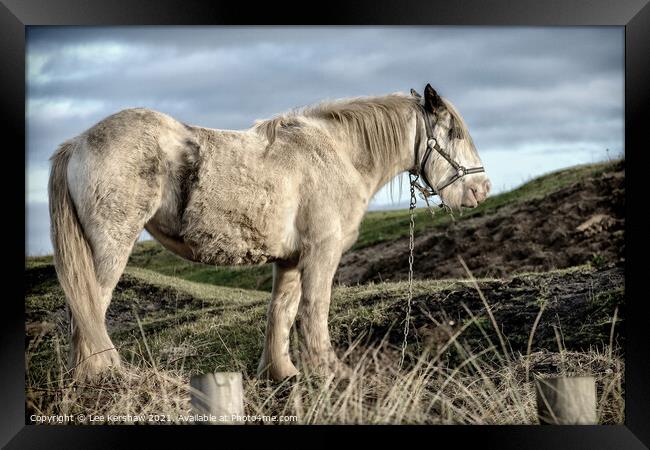 Coastal Northumbrian horse portrait  Framed Print by Lee Kershaw