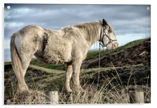 Coastal Northumbrian horse portrait  Acrylic by Lee Kershaw