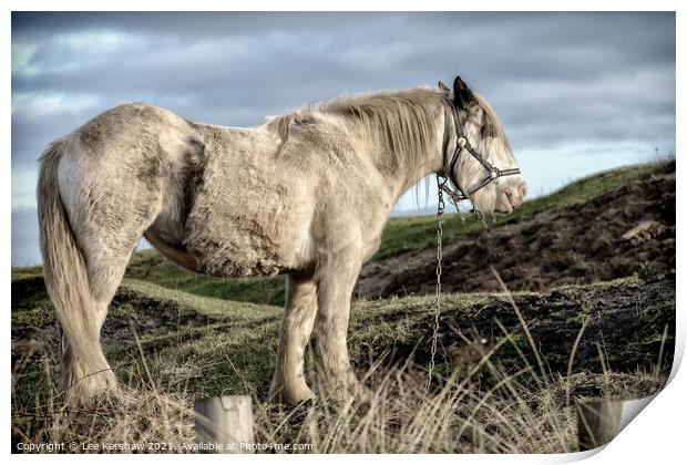 Coastal Northumbrian horse portrait  Print by Lee Kershaw